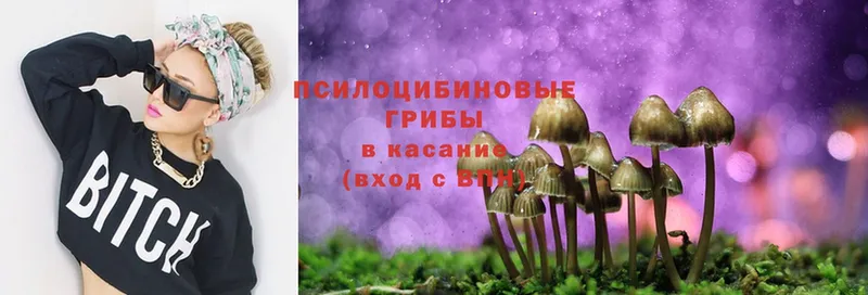 Псилоцибиновые грибы Psilocybe  мега сайт  Кизляр 